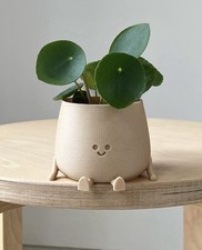 Houseplants- Pilea