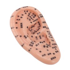 Ear Acupuncture Model Accurate