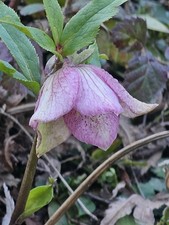 Helleborus orientalis  good