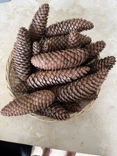 15 Large Long Pine Fir Cones approx 15-17cm poss Norway Spruce Wreath Xmas Decor