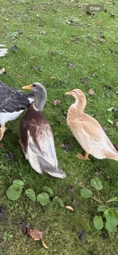 Saxony duck hatching eggs - duck,