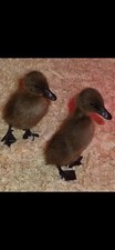 6+1 free Fertile Purebred