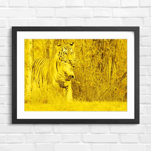 Mother tiger carrying cub - mother,