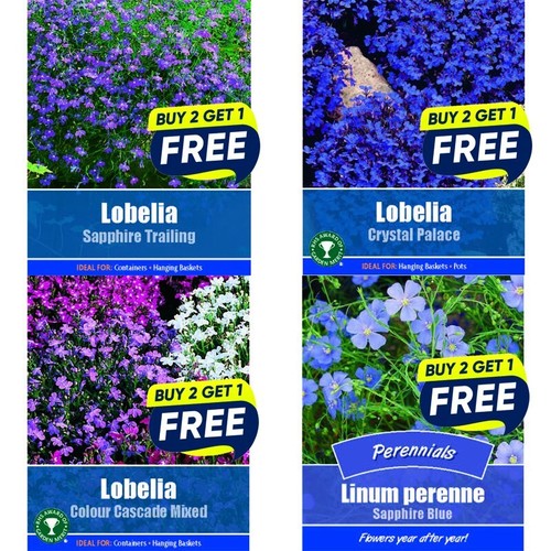 Flower seeds plants - flower, borders