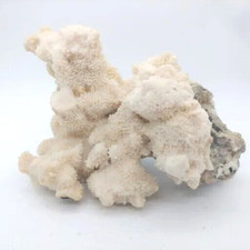 Large dead coral colony sps - colony,