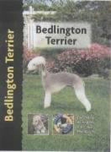 Bedlington terrier pet - terrier, (pet