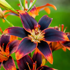 6 LILIUM "FOREVER SUSAN" BULBS