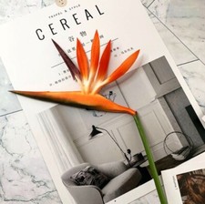 Eco Bird of Paradise Stems -