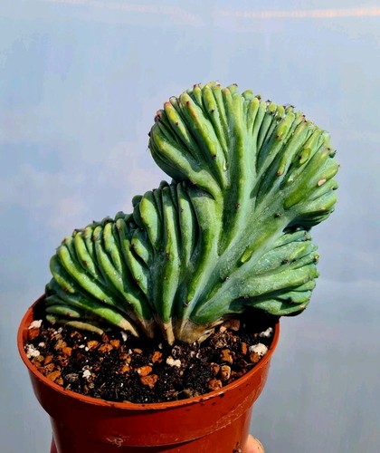Myrtillocactus geometrizans - myrtillocactus,