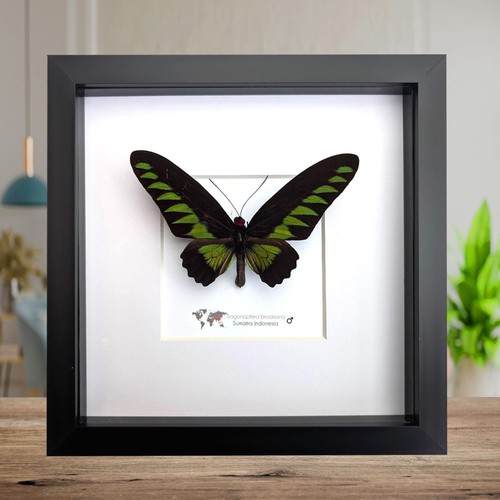 Framed rajah brooke birdwing - framed, brooke's