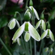 Galanthus YORK MINSTER - early
