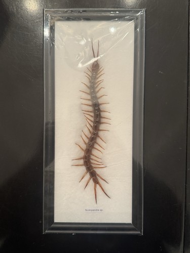Real centipede scolopendra - real,