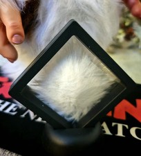 Movie Prop Display Gremlins 2