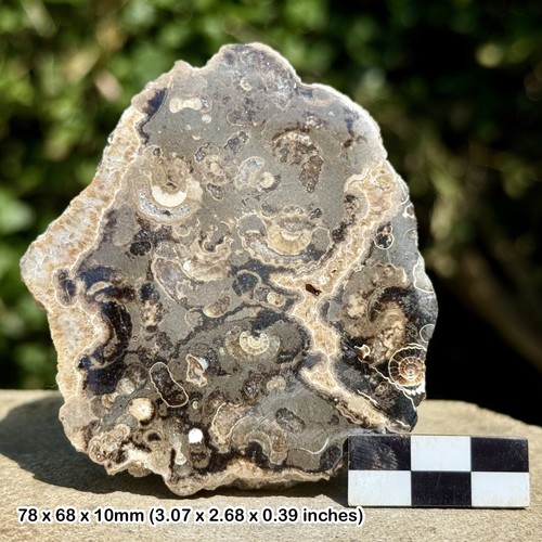 Promicroceras ammonite fossil - promicroceras,