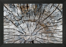 Wood Tree Trunk Framed Wall