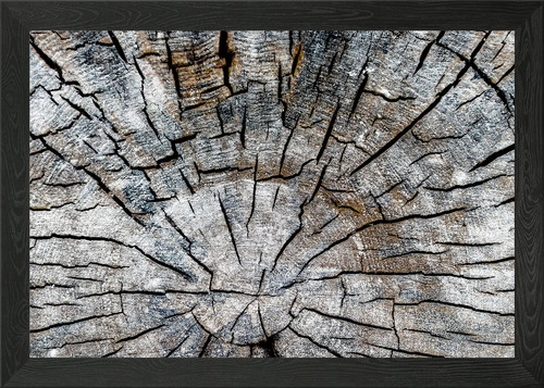 Wood tree trunk - framed, wall