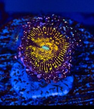 Jf Frankie's Acid Trip Zoa