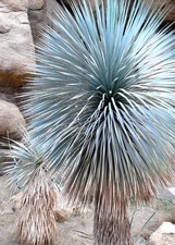 BEAKED YUCCA, yuca rostrata Big Bend agave garden aloe tree like seed 50 SEEDS