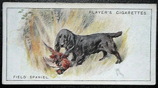 FIELD SPANIEL & PHEASANT