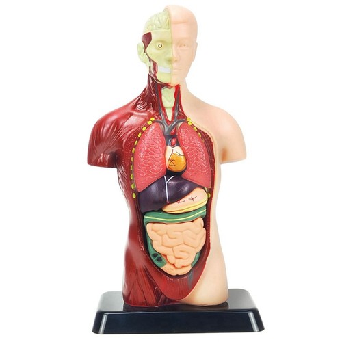 Inch human body - body, for