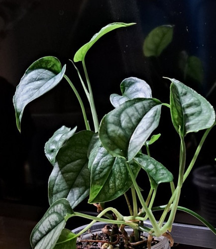 Monstera siltepecana small - monstera, siltepecana/small