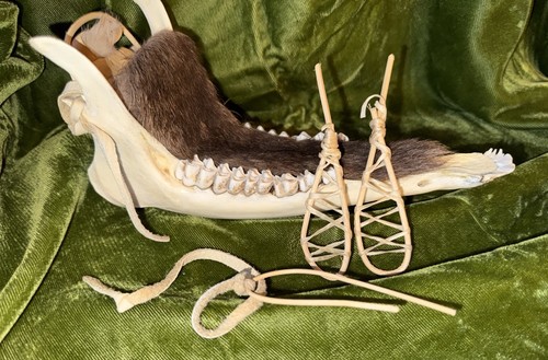 Whitetail deer jaw - deer,