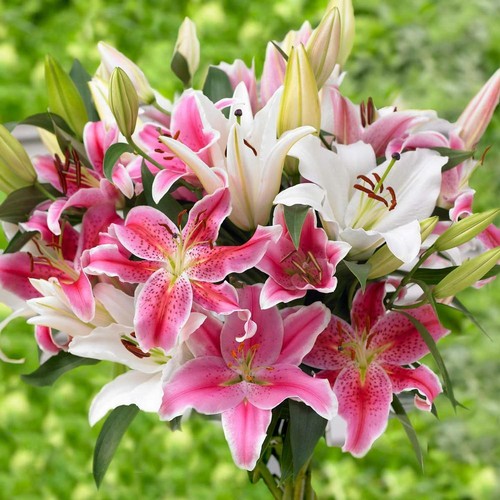 Oriental lily mix fragrant - oriental,