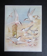 ARCHIBALD THORBURN  7.8"x 8.0"