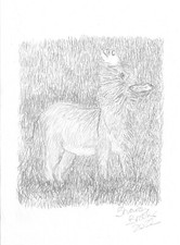Dwarf Donkey on Grass Pencil