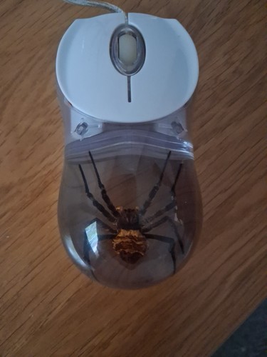 Real life bugs spider mouse - real,
