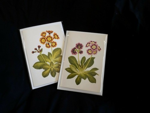 Blank greeting cards primula - blank,