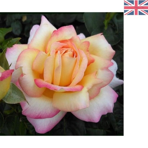 Peace rose bush - –, gorgeous