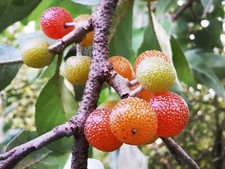 ELAEAGNUS UMBELLATA ( orange