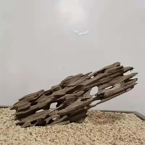 Natural shrimp driftwood - shrimp,