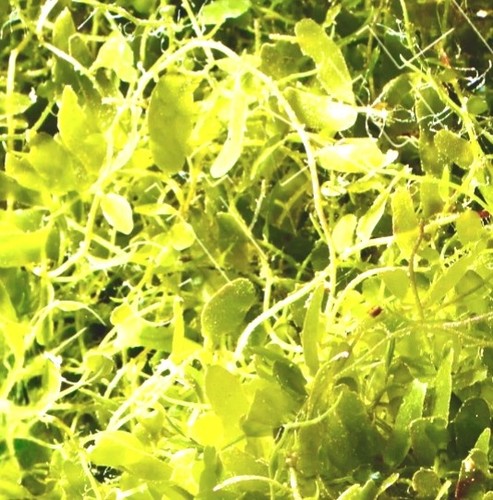 Caulerpa brachypus marine - caulerpa,
