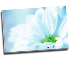 Daisy Close Up Duck Egg Canvas Print Wall Art 30x20" A1