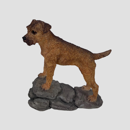 Border terrier standing - border, on