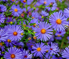 450x Sky Blue New England Aster Seeds – Hardy Perennial – Autumn Blooming