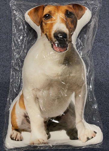 Jack russell terrier - jack,