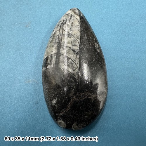 Orthoceras fossil 400 - fossil,