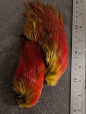 Fl Yellow Golden Pheasant Rump
