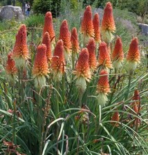 100 Red Hot Poker Flamenco Red