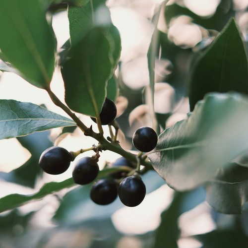 Bay laurel tree - laurel,