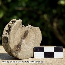 Fossil Shark Vertebra (Repaired) – Eocene Barton Beds, Barton-on-Sea Hampshire