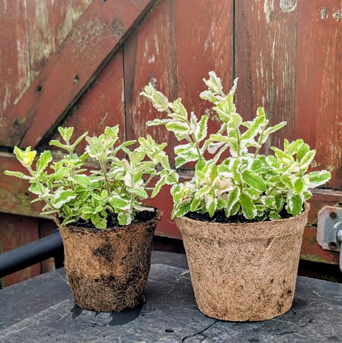 Variegated mint plant - mint, a