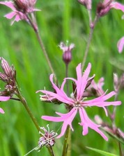 Ragged robin plug plants - ragged,
