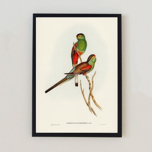 Vintage bird illustration - vintage,