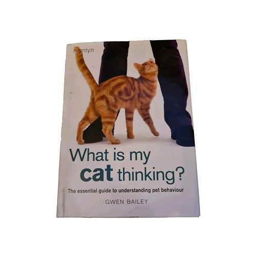 What cat thinking - what, my