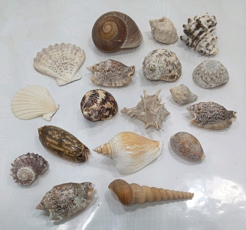 Job lot seashells assorted - of,