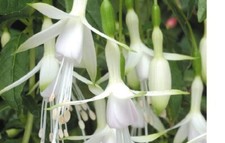 3  X  MIX  D  HARDY   FUCHSIA